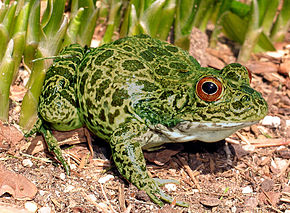 Kuvan kuvaus Nagooche-frogfemale12.jpg.