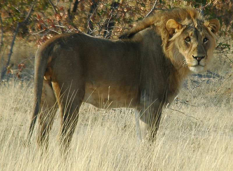 File:Namibie Etosha Lion 01.JPG