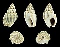 * Nomination Shell of a Small Crown Dog Whelk, Nassarius coronulus --Llez 06:10, 24 July 2020 (UTC) * Promotion  Support Good quality. --Andrew J.Kurbiko 06:52, 24 July 2020 (UTC)