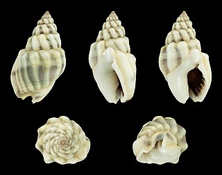 <i>Nassarius coronulus</i> Species of gastropod