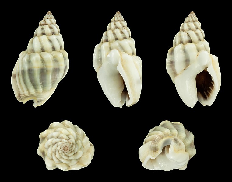 File:Nassarius coronulus 01.JPG