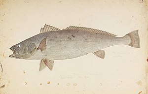 Naturalis Biodiversity Center - RMNH.ART.321 - Argyrosomus japonicus (Temminck) - Kawahara Keiga - 1823 - 1829 - Siebold Collection - pencil drawing - water colour.jpeg