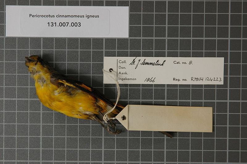 File:Naturalis Biodiversity Center - RMNH.AVES.124223 2 - Pericrocotus cinnamomeus igneus Blyth, 1846 - Campephagidae - bird skin specimen.jpeg