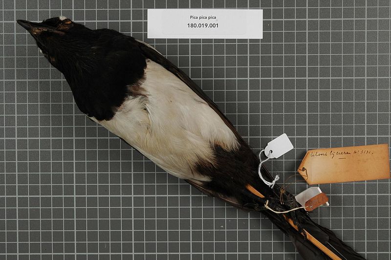 File:Naturalis Biodiversity Center - RMNH.AVES.140351 2 - Pica pica pica (Linnaeus, 1758) - Corvidae - bird skin specimen.jpeg