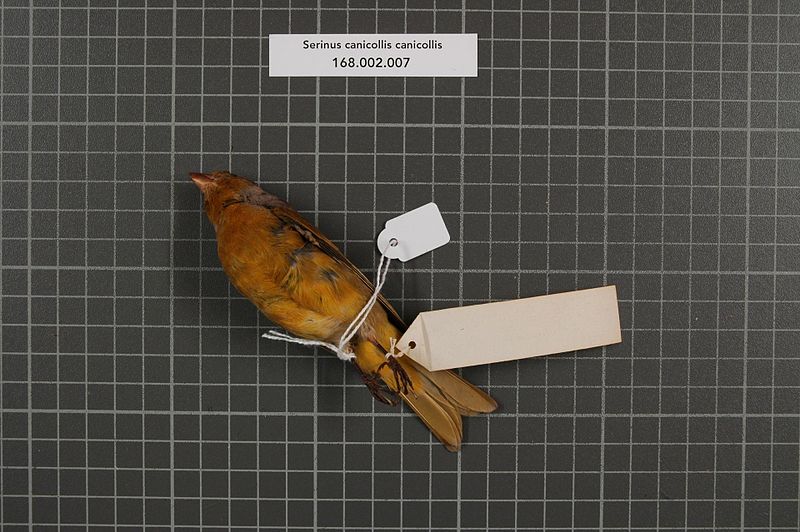 File:Naturalis Biodiversity Center - RMNH.AVES.153827 2 - Serinus canicollis canicollis (Swainson, 1838) - Fringillidae - bird skin specimen.jpeg