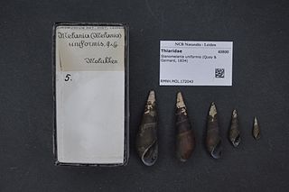<i>Stenomelania uniformis</i> species of mollusc
