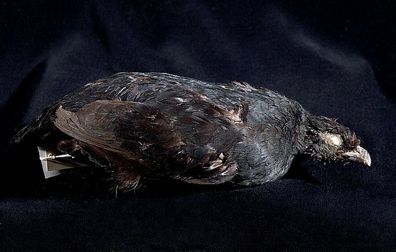 File:Naturalis Biodiversity Center - ZMA.AVES.25872 - Melanoperdix niger niger Vigors, 1829 - Phasianidae - skin specimen.jpeg