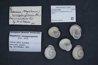 <i>Megalacron</i> Genus of gastropods