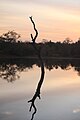 Nazinga parque national - Burkina Faso.jpg