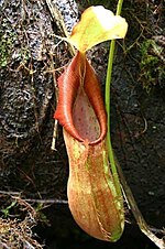 Thumbnail for File:Nepenthes adrianii.jpg