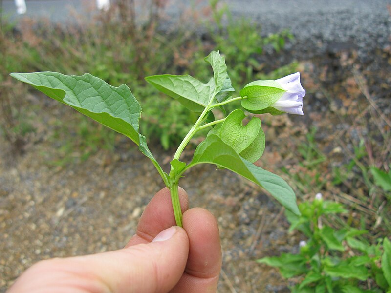 File:Nicandra physalodes flower5 (15528286291).jpg