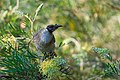 * Nomination Noisy Friarbird (Philemon corniculatus) --Bald white guy 01:51, 21 September 2019 (UTC) * Promotion  Support Good quality. --XRay 05:53, 21 September 2019 (UTC)