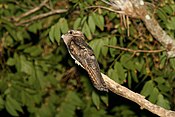 Utara Potoo (Nyctibius jamaicensis).jpg