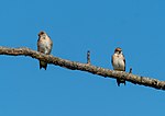 Thumbnail for File:Northern rough-winged swallows in JBWR (25419).jpg