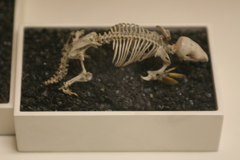 File:Notoryctes typhlops skeleton.jpg