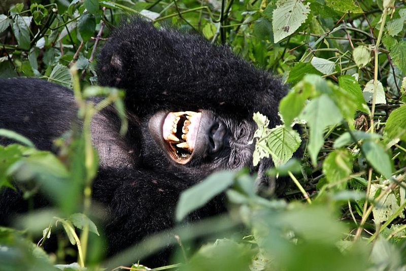 File:Nshongi Gorilla Group-3, by Justin Norton.jpg