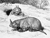 Life restoration of the Miocene-Pleistocene horned gopher Ceratogaulus. Robert Bruce Horsfall (1913). Nsthornedgopher-hlmwh-rbh13.jpg