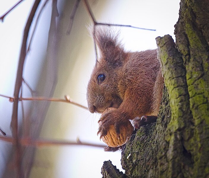 File:Nutty squirrel (40921016895).jpg