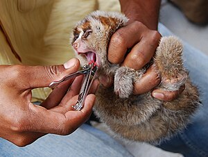 A small, young slow loris is gripped by its limbs while its front teeth are cut with fingernail cutter