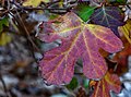 * Nomination Oak Leaf Hydrangea in Winter NBG --PumpkinSky 00:00, 30 December 2017 (UTC) * Decline Sorry, but not entire leaf blade is in focus... Very nice photo, but not for QI in my opinion. Tournasol7 00:11, 30 December 2017 (UTC)