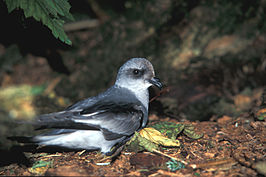 Parelgrijs stormvogeltje