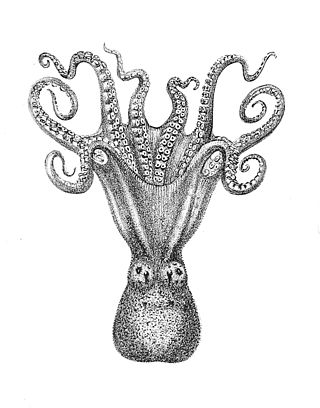 <i>Octopus australis</i> Species of octopus