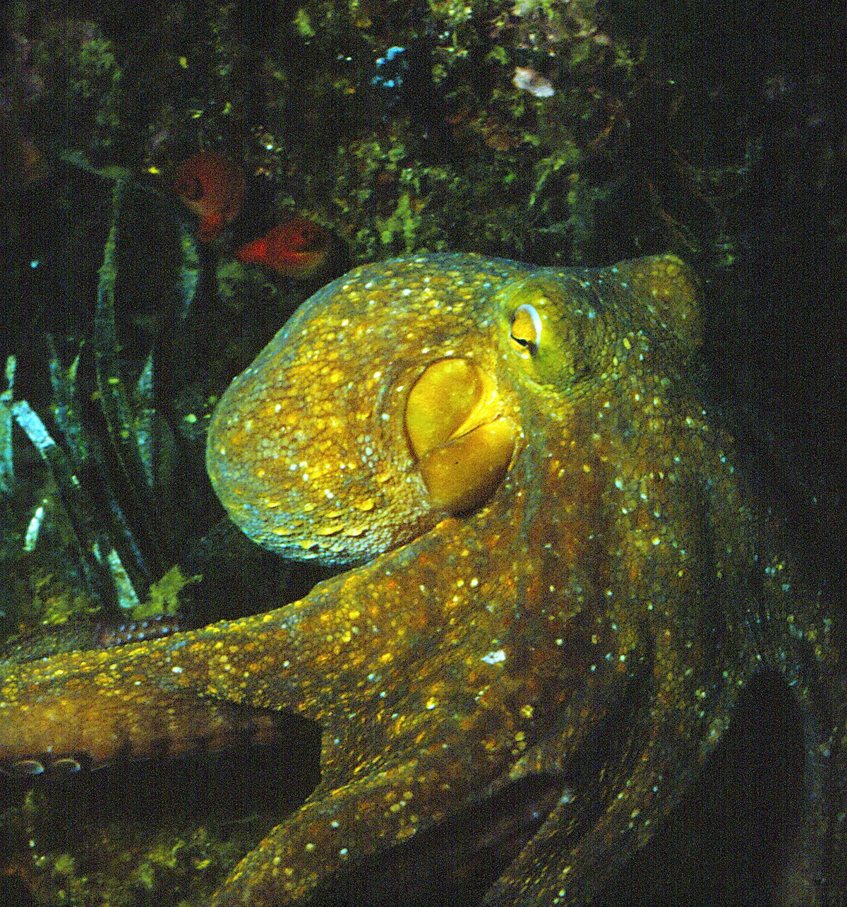 File:Octopus vulgaris Acquario dell'Elba.jpg - Wikimedia Commons