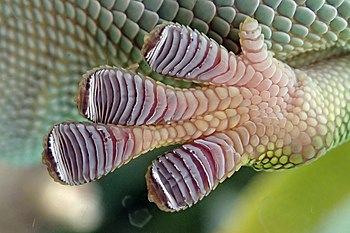 Gecko's foot from underneath. 2.13 , SD 2.59