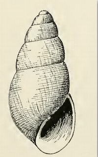 <i>Odostomia killisnooensis</i> Species of gastropod