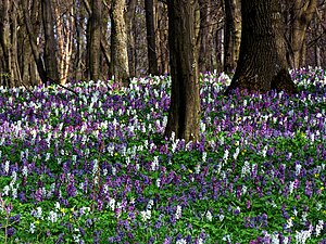 Hollow Larkspur (Corydalis cava)