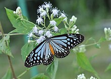 Open wing position of Parantica melaneus Cramer, 1775 – Chocolate Tiger WLB DSC 0012 (15).jpg