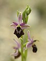 Ophrys × arachnitiformis flowers Italy - Sardinia