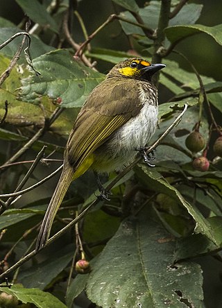 <span class="mw-page-title-main">Orange-spotted bulbul</span> Species of songbird
