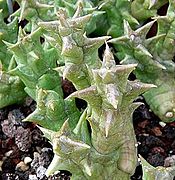 Orbea namaquensis