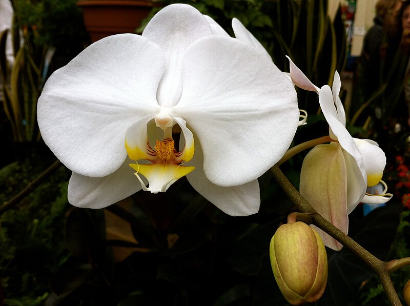 File:Orchid 20120211.JPG