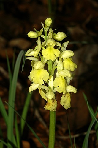Orchis pallens Orchis pallens PID1019-1.jpg