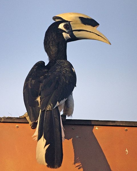 File:Oriental Pied-Hornbill (Anthracoceros albirostris).jpg