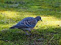 Oriental Turtle Dove (246082905).jpeg