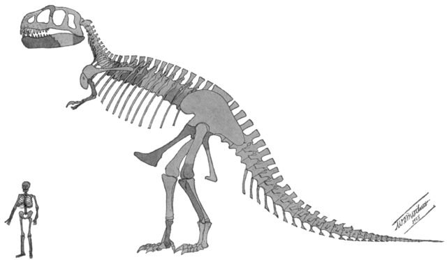 The original scale image of Tyrannosaurus from its description.