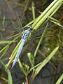 Kleiner Blaupfeil (Orthetrum coerulescens), M