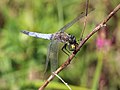 Orthetrum cancellatum (Linnaeus, 1758)