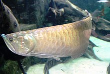 Arowana argentato all'Universeum, Gotemburgo, Svezia