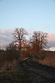 Čeština: Celkový pohled na památné stromy Čtyři aleje kolem Velkopolského dvora - Severní alej u Kralic nad Oslavou, okr. Třebíč. English: Overview of Famous trees Čtyři aleje kolem Velkopolského dvora - Severní alej near Kralice nad Oslavou, Třebíč District.