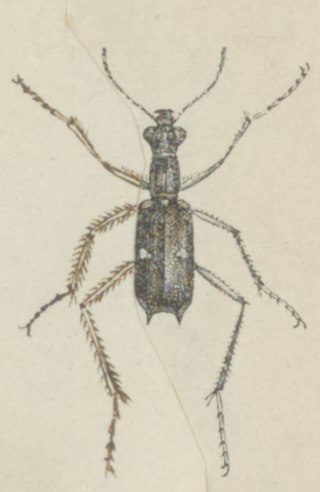 <i>Oxygonia</i> Genus of beetles