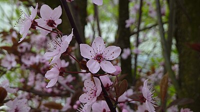 Prunus serrulata in flower in Germany / Upper Swabia