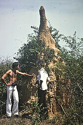 Termitière au Sénégal (1978).