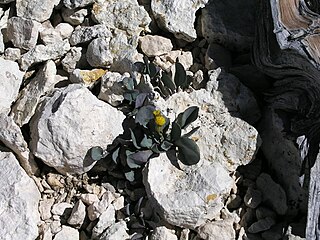 <i>Packera malmstenii</i> Species of flowering plant