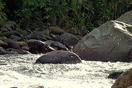 Paisaje - Río Quindío - Boquía (14694081605).jpg