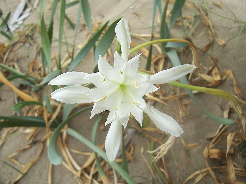 File:Pancratium maritimum (fiore).jpg