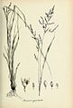 Panicum agrostoides - Species graminum - Volume 3.jpg